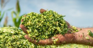Cornsilage