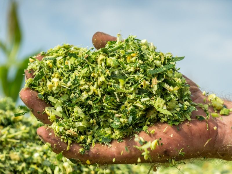 Cornsilage Cornsilage